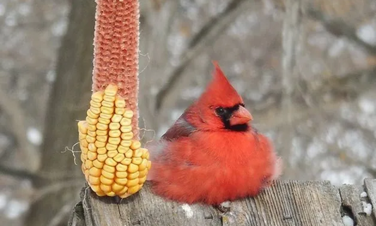 Cardinal eats his corn.