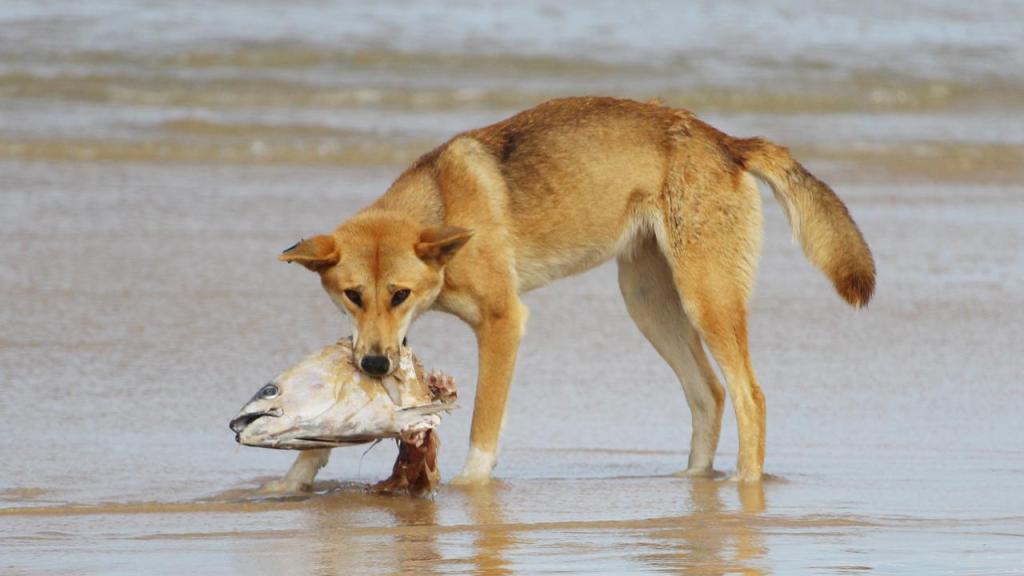 Dingo eating a fish.